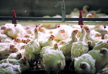 La production française de volailles a reculé de 20% depuis 1998.