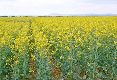 Il est conseillé de choisir plusieurs variétés et de privilégier la régularité du rendement pour répartir les risques. 