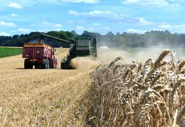 En blé, on peut retenir un millésime correct, même si en retrait par rapport à l’année dernière.