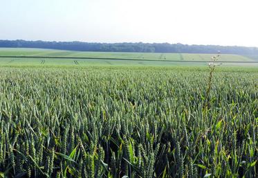 Le bon potentiel de rendement des cultures observé fin juin risque d'être entamé par les conditions météo sèches et chaudes de juillet.