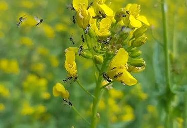 Hyménoptères parasitoïdes sur inflorescence de navet.