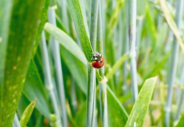 Pour enrayer le déclin des insectes, «la première grande mesure est la réduction de l’usage des insecticides de synthèse  en agriculture et l’amélioration de la spécificité de leurs cibles».