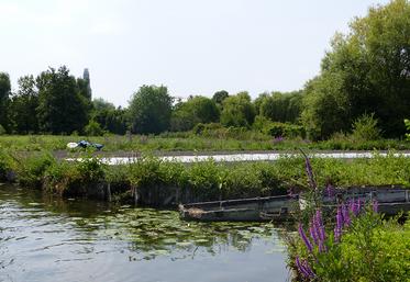 Une étude foncière est menée aux hortillonnages et à l’île Sainte-Aragone,  «pour maintenir la douzaine de maraîchers en place, voire développer l’activité». 