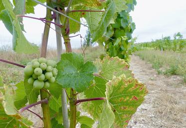 La voie B, qui va être supprimée, permettait d'obtenir la certification HVE lorsque les achats d'intrants étaient inférieurs à 30 % du chiffre d'affaires. Une aubaine pour les viticulteurs. 