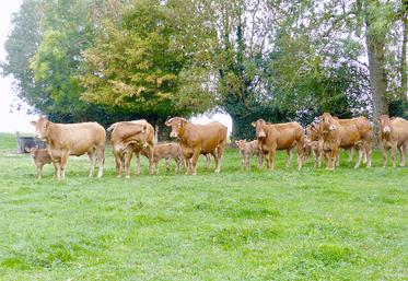 Pour 2021, Cobevial annonce s’engager dans le Label Blason Prestige Limousin, ainsi que dans la démarche Label Bœuf Blond d’Aquitaine.