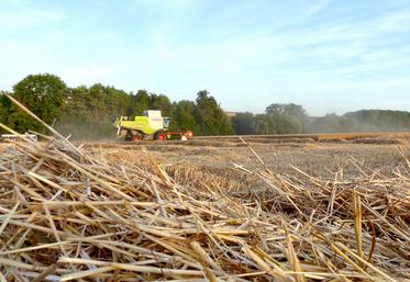 Le type de sol, les dates de semis et les précédents jouent énormément sur le rendement. 