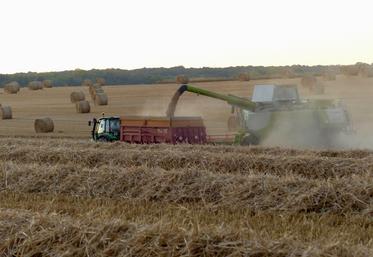 Les céréales – tous types confondus – sont les productions qui enregistrent la plus forte progression des marges.