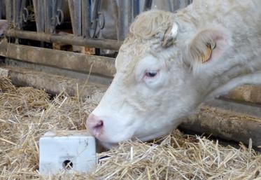 Les minéraux se présentent sous plusieurs formes. Un apport équilibré et régulier garantira santé, prévention et performance du troupeau. 