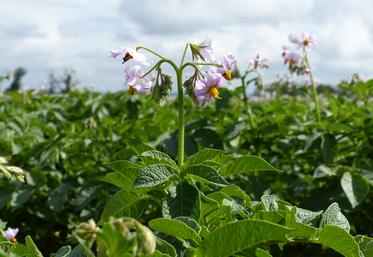 Les besoins en azote dépendent surtout de la longueur du cycle, influencée par la précocité variétale et les conditions climatiques, du type de sol et des objectifs de production.