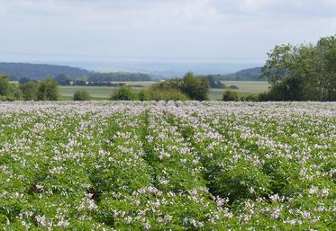 Pour Aviko, la quête de surfaces de pommes de terre dans les Hauts-de-France passe par une offre de contrats plus large.