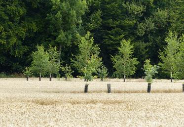 L’Agroforesterie fait partie des outils à développer selon Bruxelles pour séquestrer davantage de carbone.
