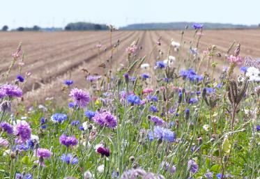 Dès la prochaine campagne, une prime agriculture durable est instaurée. Les critères évolueront en trois ans : utilisation d’OAD, système de localisation de l’azote, implantation de couvert trois espèces, jachères fleuries… 