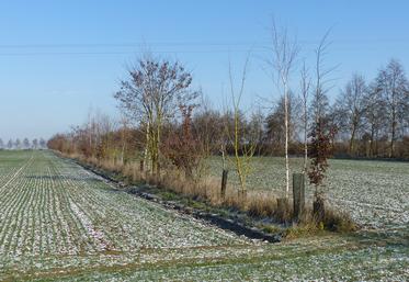 Sylvain Deraeve constate une grande biodiversité grâce aux arbres et à la large bande enherbée. 
