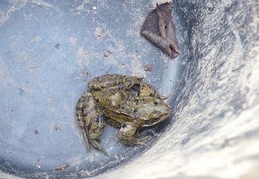 Ce mardi matin, seule une grenouille rousse tentait la migration prénuptiale. Les amphibiens sortent surtout la nuit, dès que la température excède 8°C. 