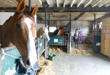 Des cas de rhinopneumonie sous la forme respiratoire sont signalés chaque année. Ce qui est exceptionnel cette fois,  c’est que la maladie se déclare sous la forme nerveuse.