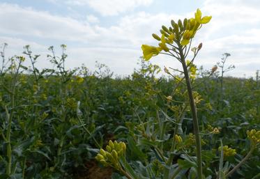 Secure colza étudie trois leviers : la date de semis, la fertilisation à l’implantation et les plantes compagnes.