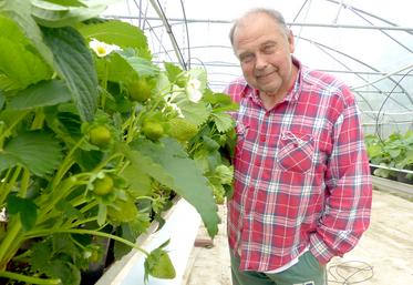 Les fraises de Michel Gauthier mûrissent dix jours plus tard que l’année dernière à cause du printemps froid.  Mais le goût sera au rendez-vous grâce à ses petits soins.