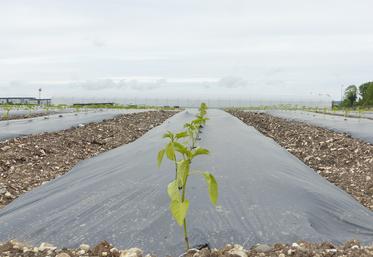 Certains maraîchers estiment avoir perdu plus de 65 % de leur récolte. Pour d’autres, spécialisés, la perte va au-delà. Qu’en sera-t-il des récoltes des légumes d’automne et d’hiver ?