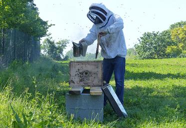 Daniel Boidin installe cinq ruches chez Loïc et Florent Dumoulin. Le parc d’élevage aménagé en agroforesterie est idéal pour les abeilles. Les pollinisateurs apportent une biodiversité supplémentaire dont les poules profitent.  Gagnant-gagnant ! 