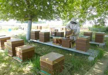 Édouard Lesueur gère aujourd’hui 150 ruches. Son objectif de 250 ruches  et la construction d’un bâtiment pour l’extraction du miel, doivent permettre  de créer un emploi à sa conjointe, Coralie. 