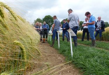 En blé comme en escourgeon, l’offre est étoffée. Mais les variétés les plus cultivées ne sont pas encore détrônées. 