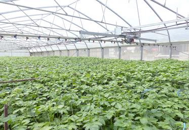 8 500 boutures sont cultivées dans la serre de 300 m2 chaque année. Elles donneront des plants de pommes de terre dits G0, plantés  en plein champ l’année suivante. 