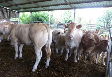 Toutes les génisses de Benoît Vignon sont pesées régulièrement. Pour être inséminées à quinze mois,  elles devront atteindre 60 % de leur poids adulte, soit 516 kg en moyenne. 