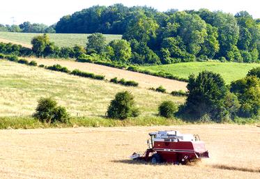 La récolte d’escourgeon devait se terminer en cette fin de semaine. 