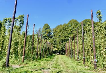 La houblonnière de la Noye est née en 2017, dans les étangs de la Noye.