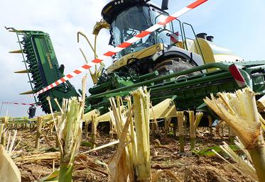 Grâce à ce nouveau bec de Krone, les cannes de maïs au sol sont bien déchiquetées, donc sèchent plus vite. C’est autant moins de nourriture apportée aux parasites.