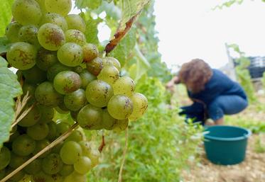 Pour ses premières vendanges, Martin Ebersbach a pu compter sur l’aide de sa famille et de ses amis. Reste tout le travail de vinification à réaliser.  Dégustation de la première coupe de vin effervescent bio d’Ailly-sur-Noye début 2023. 