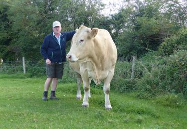 Chez Antoine Guilbaut, les vaches vieillissent bien. Ici, Dauphine, fille d’Oulou, quatorze ans en janvier, est pleine de son douzième veau. Son IVVV : 369 jours. 