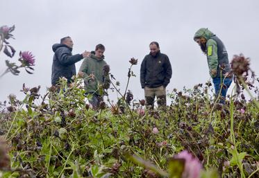 Romain et Valentin Courtin vivent leur dernière campagne de C2 et sont plutôt confiants : «La technique est bien maîtrisée, notre seule crainte repose sur les prix», confient-ils. Ce 25 novembre, ils faisaient le point avec Vincent Dusannier (Noriap,  à g.) et Louison Caron (Bio en Hauts-de-France, à dr.). 