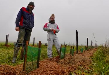 Le projet d’agroforesterie avec des arbres fruitiers s’est concrétisé grâce au concours Fermes d’avenir. Les 4 km de haies sont en cours de plantation. 