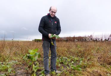 Michel Destombes a semé 3 ha de silphie dans ses ZNT et petites parcelles. La première récolte aura lieu à l’automne 2022, direction le méthaniseur.