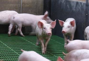 Entre la flambée de l’alimentation et un prix morose, la filière porcine «fait face au plus fort ciseau de prix jamais subi depuis trente ans».