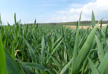 Les performances technico économiques auraient compensé la hausse des prix des intrants de 20 %. 