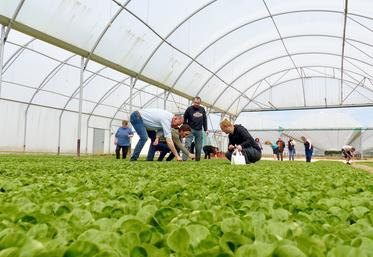 Première étape pour les candidats, sous l’œil attentif du responsable de production de Picvert, Christophe Ringard (à g.) : différencier un chénopode d’une pousse de mâche. 