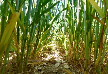 Les conditions météorologiques particulières devraient révéler de vraies différences entre ceux qui abordent une stratégie d’entretien des sols à long terme et ceux qui fonctionnent «à l’ancienne». 