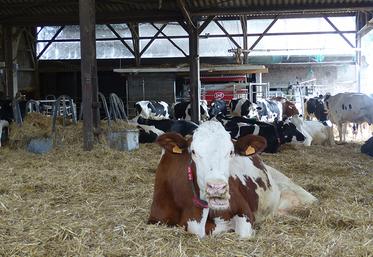 Vincent et Christophe Parmentier sont équipés d’un robot de traite depuis 2019 pour leurs 71 vaches. Ils n’ont pas abandonné l’aire paillée ni le pâturage du troupeau. 