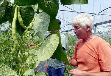 Parmi les cent-vingt variétés que Jean-Louis Christen cultive à l’année, figure désormais le haricot mangetout Princesse  à rames, variété ancienne régionale. 
