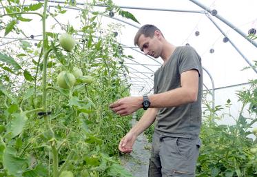 Rémi Robillard cultive ses tomates sous plus de 1 000 m2 de serres, pour un rendement moyen de 8 tonnes par an. La vente directe est privilégiée. 