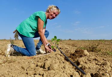 Pour Corinne, le plus gros travail a lieu pendant la plantation. Elle espère atteindre une rentabilité équivalente à celle  d’une bonne pomme de terre. 