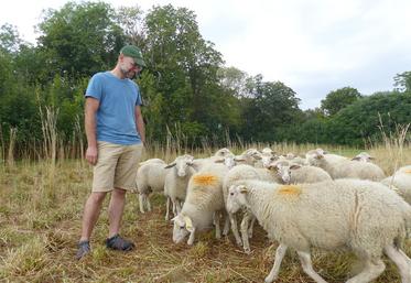 Benoît a opté pour une race de moutons rustiques qui vivront dehors toute l’année, et valoriseront ses couverts d’interculture. 