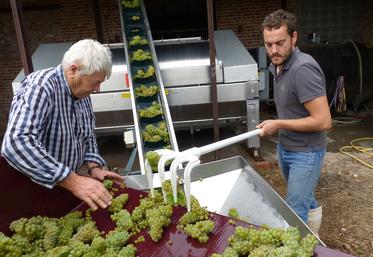 Les vendanges avaient lieu toute cette semaine au vignoble des vœux. 