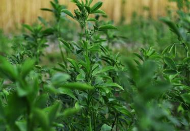 La production de luzerne grimpe à 850 000 t (+14,1 %) en 2017