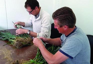 Mesure de la transmittance de feuilles de blé.