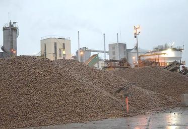 La fin de la campagne est prévue vers le 20 février à l’usine Roquette. Elle devrait être «dans la moyenne dix ans»,  en termes de rendement et de qualité.