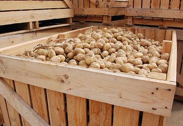La bonne maîtrise de la germination est un élément clé de la conservation.