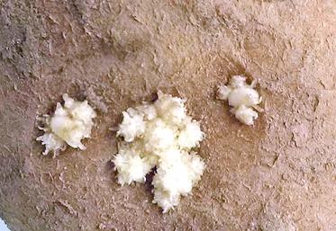 L’ydrazide maléique en végétation est un atout pour les producteurs qui ne disposent pas de bâtiments appropriés  à l’utilisation des solutions antigerminatives en cours de conservation. 